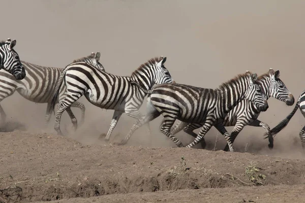 Jungtiere Selektiver Fokus — Stockfoto