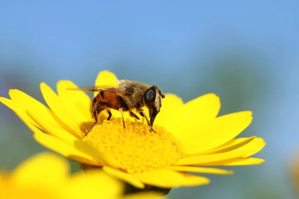 Vackra Blommor Blommigt Koncept Bakgrund — Stockfoto