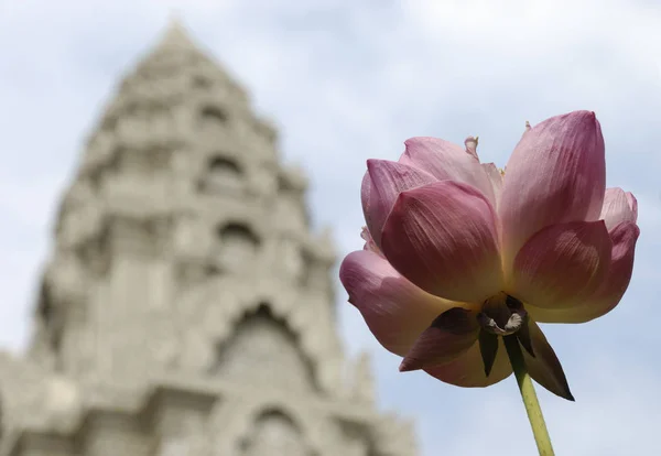 Lotus Blossom Wat Ounalom Phnom Penh — Stock Photo, Image