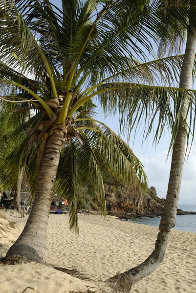 Kokospalmen Strand Von Maenam Samui Thailand — Stockfoto