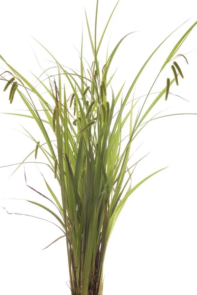 Blooming Young Summer Grass White Background — Stock Photo, Image