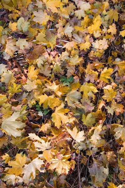 Πολύχρωμα Φθινοπωρινά Φύλλα Φυλλώματα Φθινοπωρινής Εποχής — Φωτογραφία Αρχείου