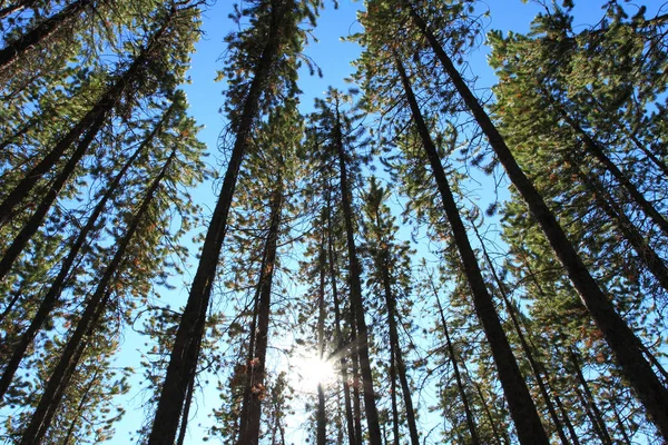 Çam Ağaçlarının Arasından Parlayan Güneş — Stok fotoğraf