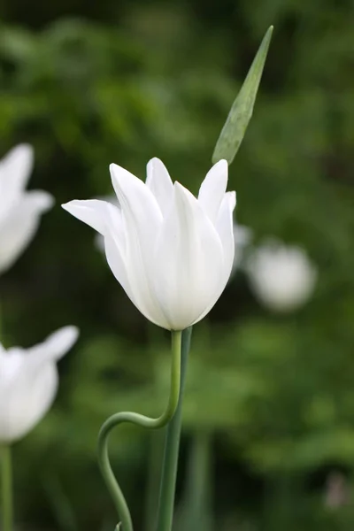 チューリップの花 植物が咲く — ストック写真