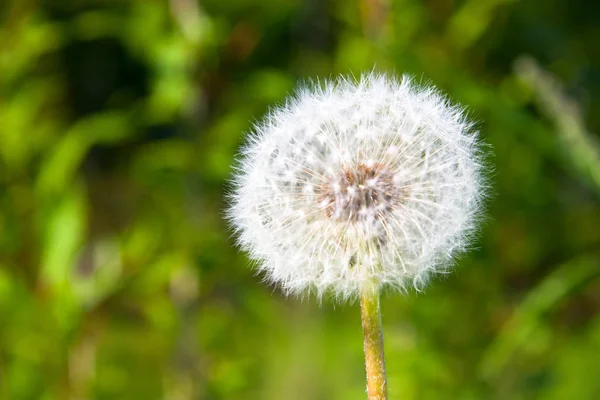 Close Dandelions Meadow Daytime — Stock Photo, Image