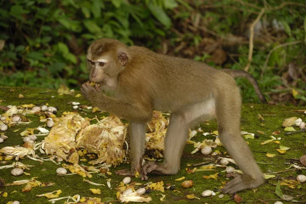 Maimuță Rhesus Khao Sunat Oraș Phuket Phuket Thailanda — Fotografie, imagine de stoc