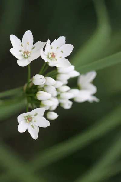 Allium Cowanii Politanum Maçãs Alho Porro — Fotografia de Stock