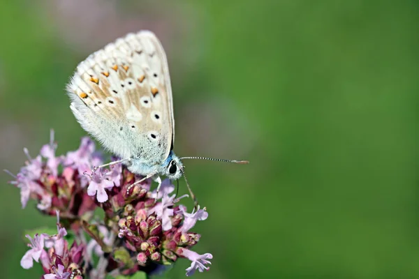 Gros Plan Merle Bleu Sur Fond Flou — Photo