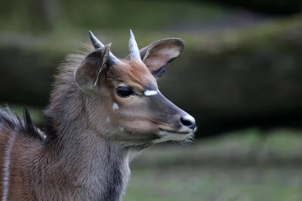 Jedno Zvíře Selektivní Zaměření — Stock fotografie