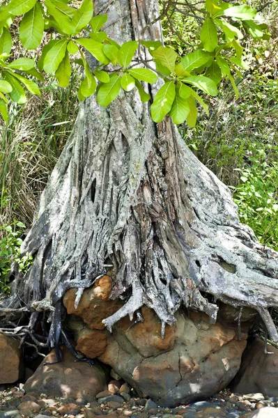 Particolare Delle Radici Una Mangrovia Sulla Costa Dell Ecuador — Foto Stock