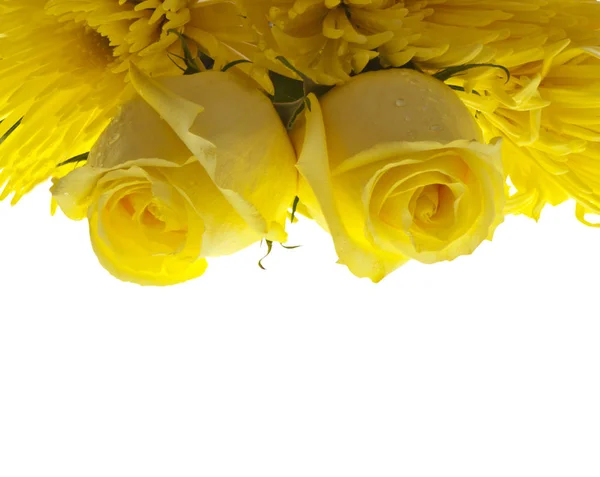 Složení Žlutých Květin Bílém Pozadí — Stock fotografie