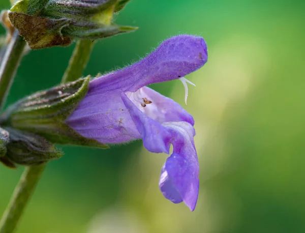 Fialové Květy Levandule Fialové Květy — Stock fotografie