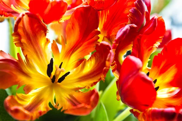 Parrot tulips - funny spring flowers with ruffled and twisted petals in bright colors - horizontal image