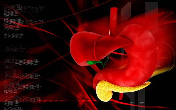 Cyfrowa Ilustracja Wątroby Żołądka Kolorze Tła — Zdjęcie stockowe