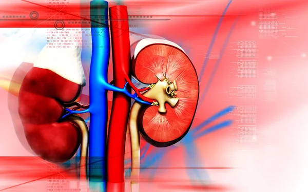 Cyfrowa Ilustracja Nerki Tle Koloru — Zdjęcie stockowe