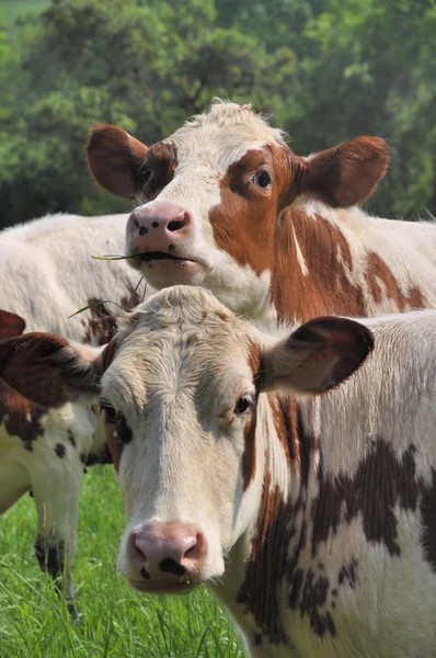 Cows Pasture — Stock Photo, Image