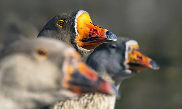 Scenic View Geese Birds Nature — Stock Photo, Image