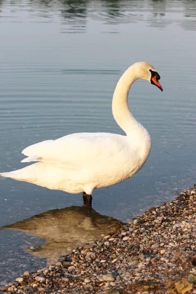 Nieuwsgierig Grote Mooie Witte Zwaan Oever Van Het Meer — Stockfoto