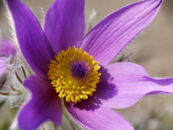 Bellissimi Fiori Anemone Fiore — Foto Stock