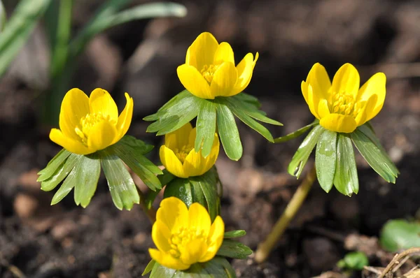 Mooi Botanisch Schot Natuurlijk Behang — Stockfoto