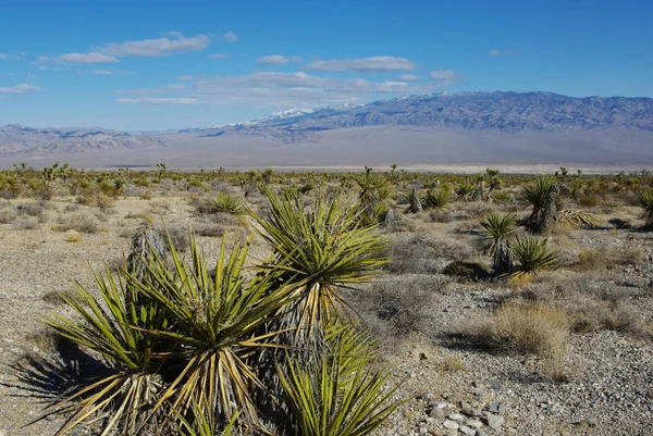 Yuccas Wüste Und Hochgebirge Der Nähe Von Mount Charleston Nevada — Stockfoto