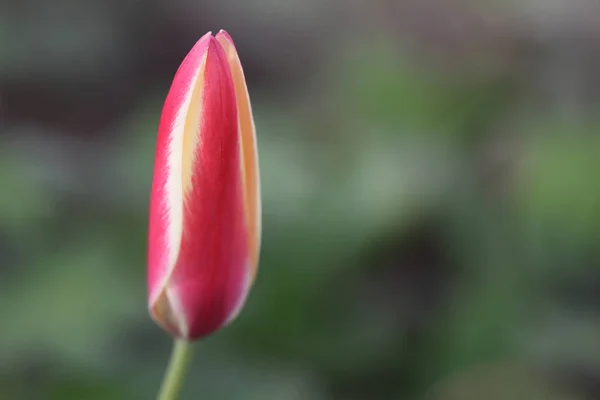 Vista Panorámica Hermosas Flores Tulipán — Foto de Stock