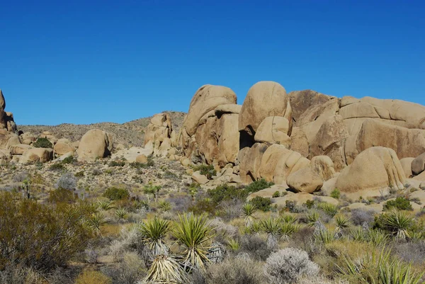 Desert Plants Rock Formations Joshua Tree National Park Californie — Photo