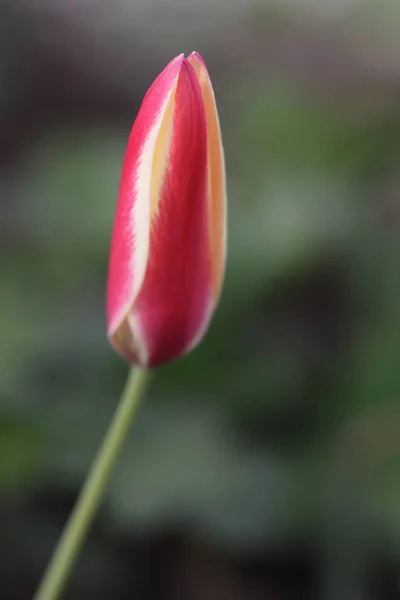 Vue Panoramique Belles Fleurs Tulipes — Photo