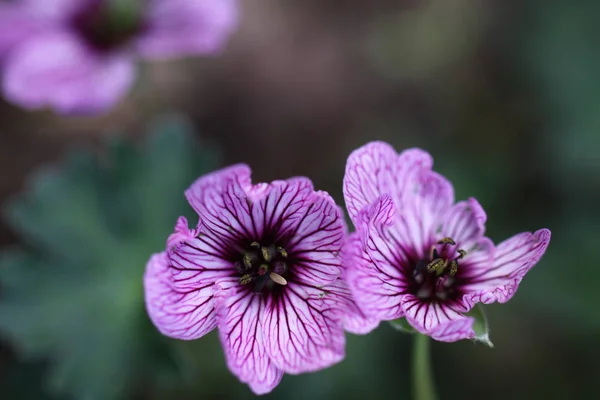 Geranio Cinereum Laurence Flatman Geranium Cinereum — Foto de Stock