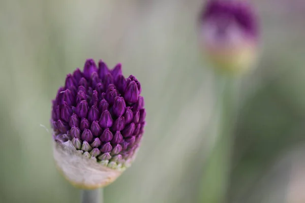 Alliumblomma Botanisk Flora — Stockfoto