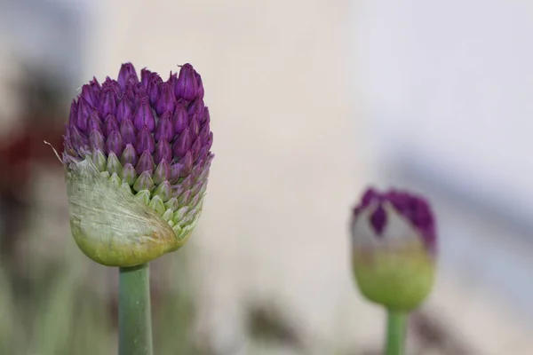 Flor Alium Flora Botânica — Fotografia de Stock