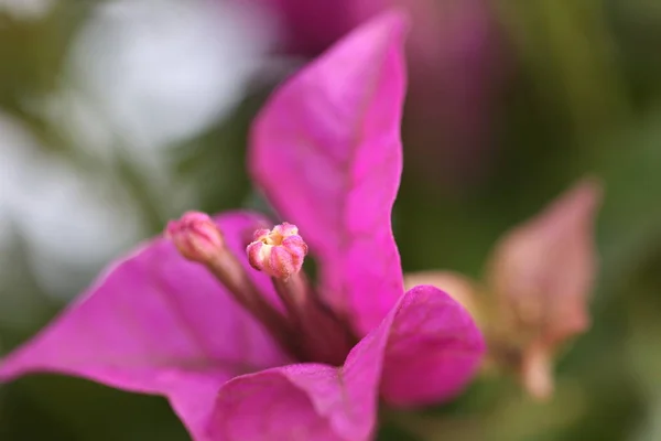 Schöne Blumen Blumiges Konzept Hintergrund — Stockfoto