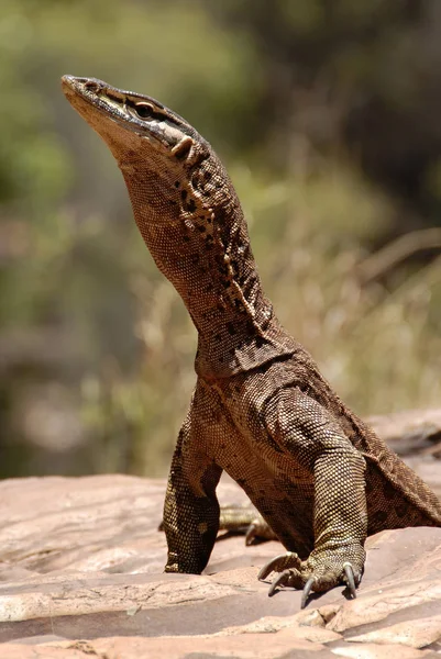 Animal Exótico Réptil Lagarto — Fotografia de Stock