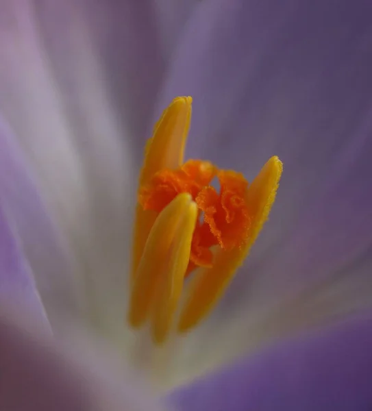 Crocus Crocus Çiçekleri Bahar Çiçekleri — Stok fotoğraf