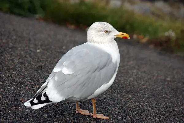 Vogelthema Malerischer Schuss — Stockfoto