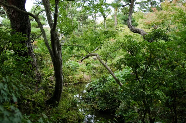 Jardín Japonés Con Agua Densa Vegetación — Foto de Stock
