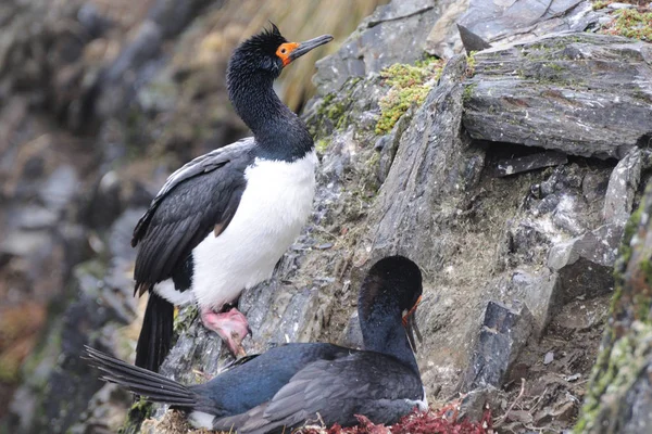 Vista Panorámica Las Aves Cormoranes Naturaleza —  Fotos de Stock