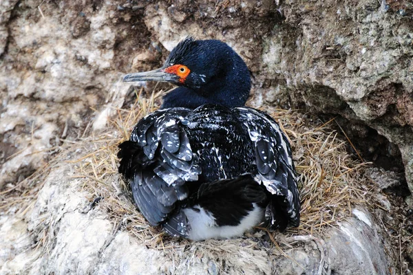 自然の中で美しい鵜の鳥の風景 — ストック写真