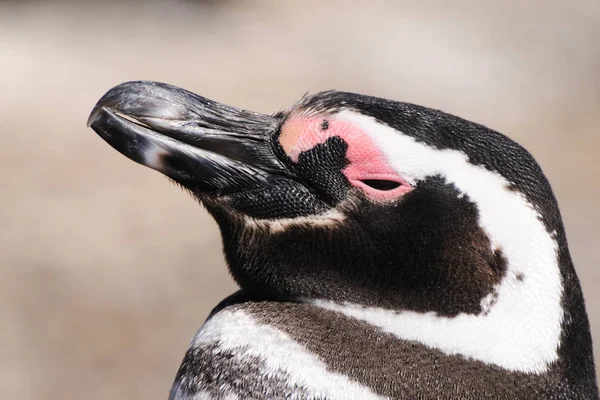 自然の中で可愛いペンギンの姿を見る — ストック写真