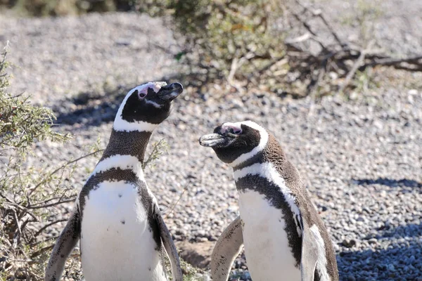 Vista Los Pingüinos Magallánicos Durante Día — Foto de Stock
