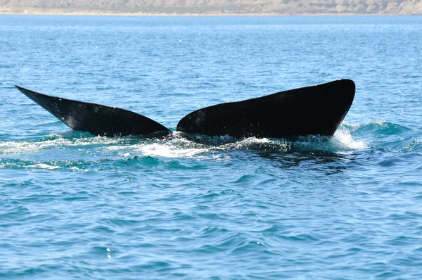 Tail Right Whale — Stock Photo, Image