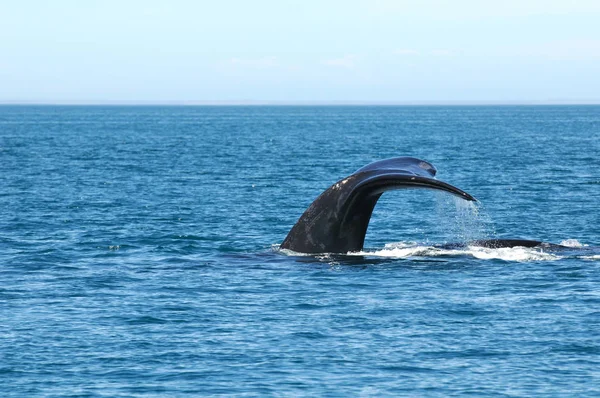 クジラの背側のフィンは — ストック写真