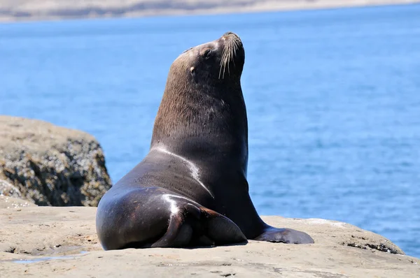Sea Lion Sea Animal — Stock Photo, Image
