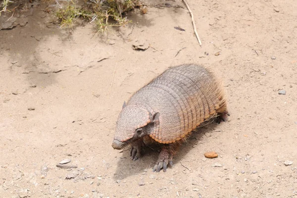 Armadillo Mammifère Placentaire — Photo