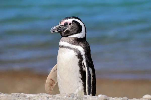 自然の中で可愛いペンギンの姿を見る — ストック写真