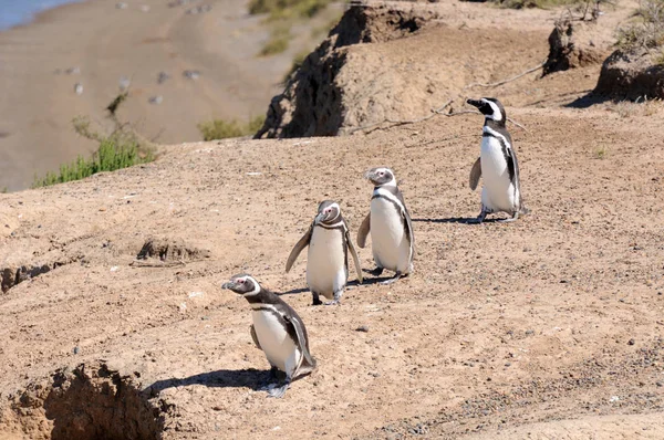 自然景观中可爱的企鹅鸟 — 图库照片