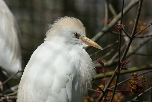 Kép Egy Fehér Szarvasmarha Egret Bubulcus Ibis — Stock Fotó