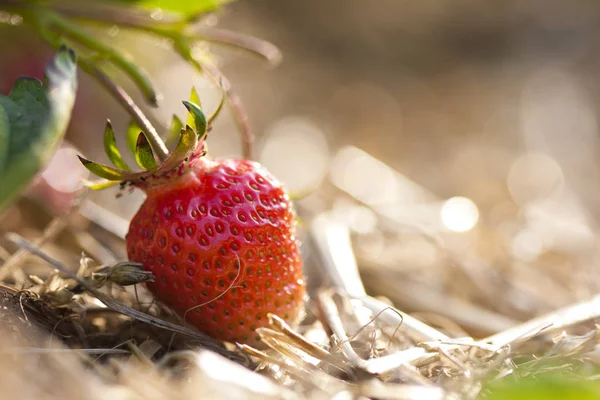 Berries Closeup Shot Healthy Food Concept — Stock Photo, Image