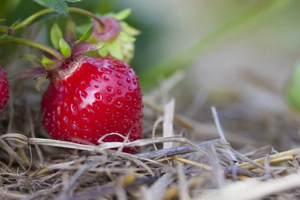 Autumn Harvest Selective Focus — Stock Photo, Image