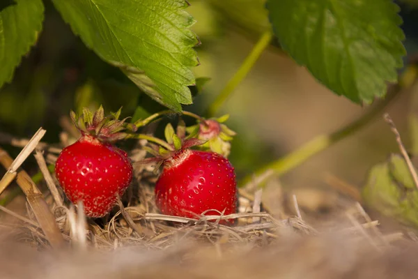 Autumn Harvest Selective Focus — Stock Photo, Image